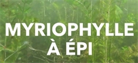 Le myriophylle à épis : Sauvons les lacs du Québec Le myriophylle à épis : Sauvons les lacs du Québec